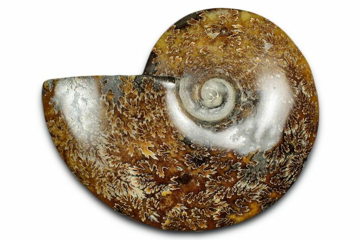 Polished Ammonite (Cleoniceras) Fossil - Madagascar #339261